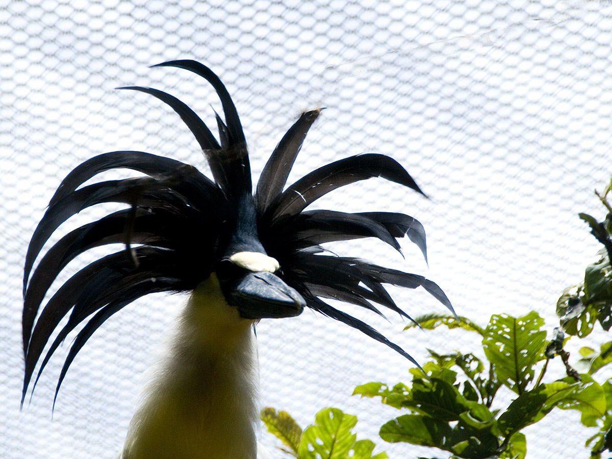 _BRA3334 Oiseau clean Lev US
