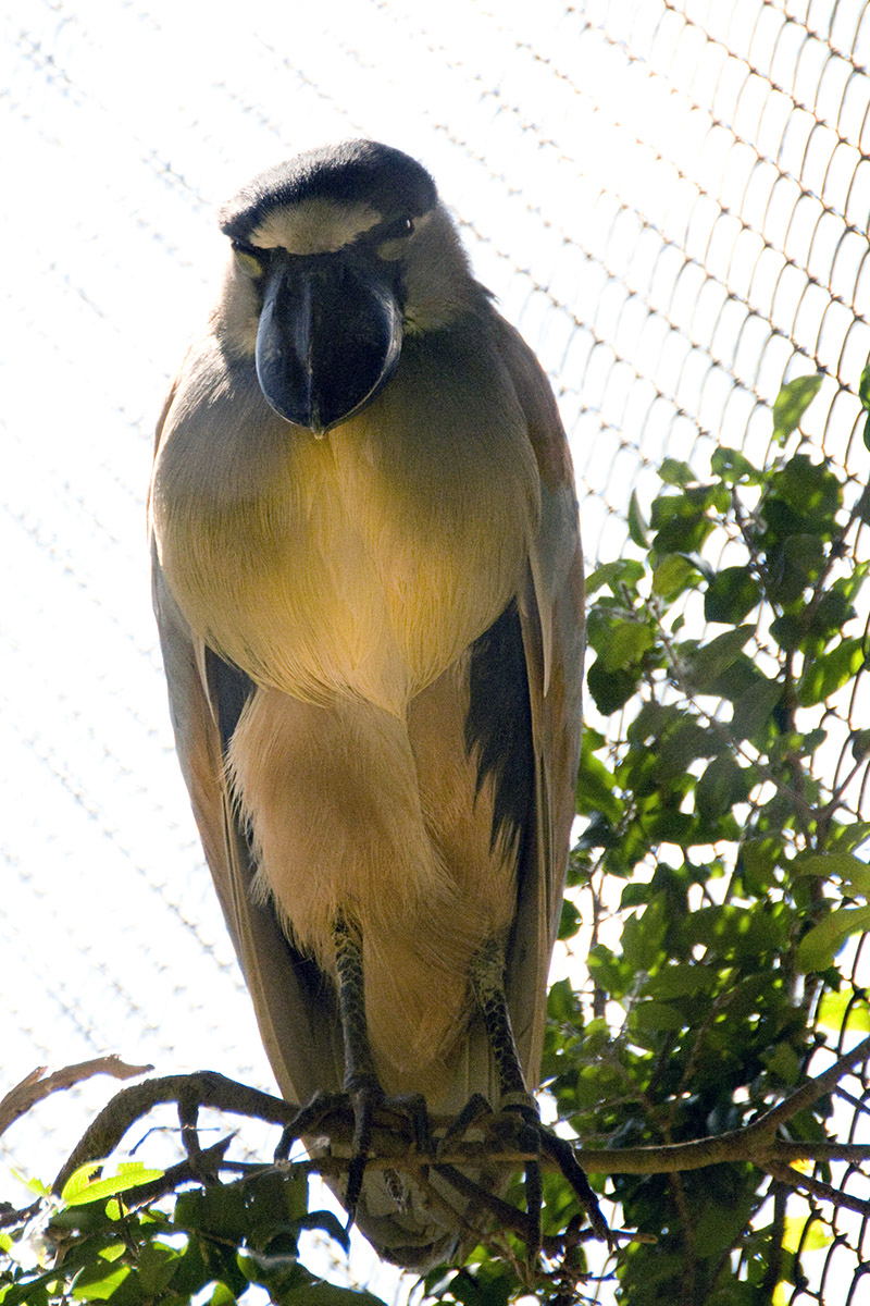 _DSC3786 Oiseau crop AA