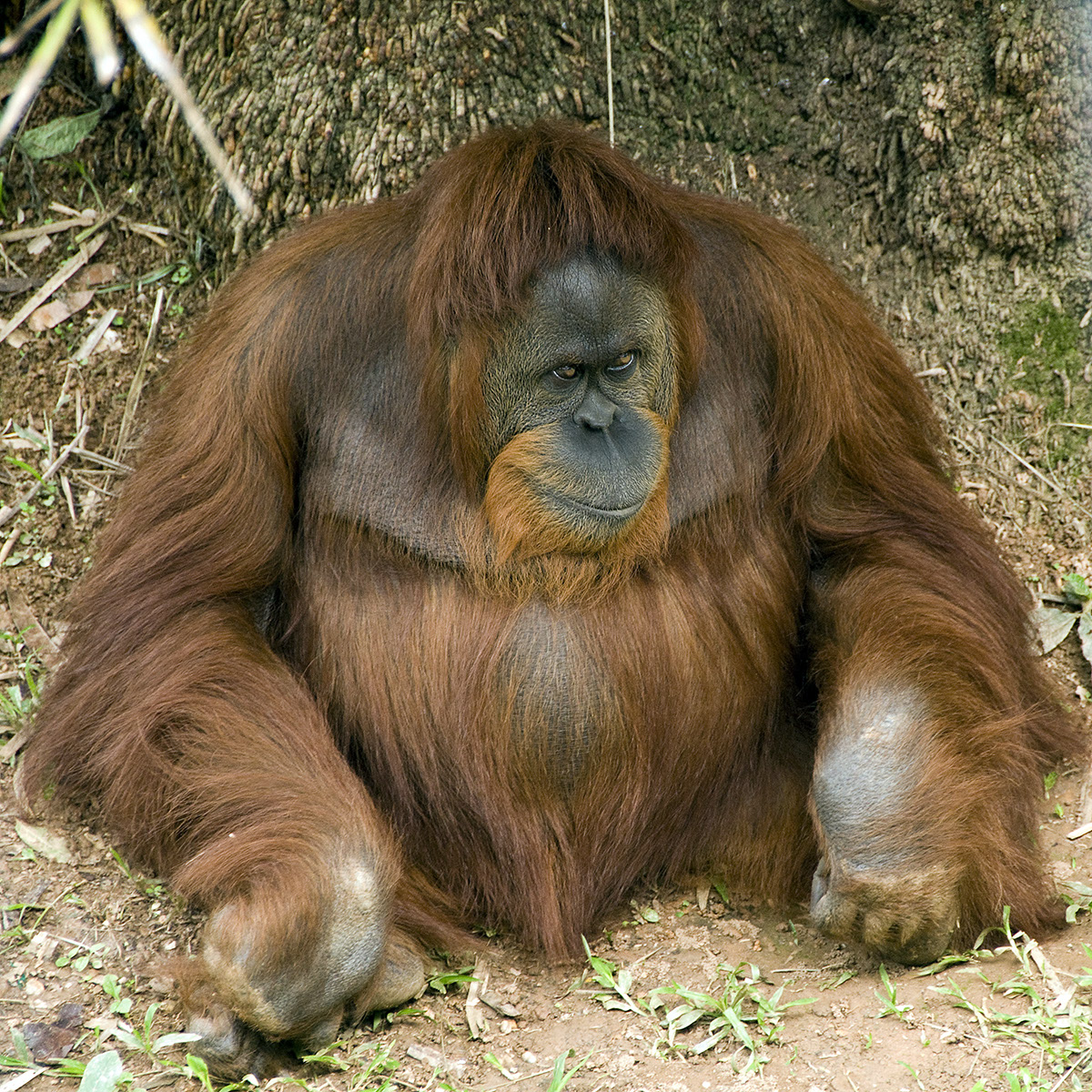 _BRA3172 Orang-Outang crop  ALev US