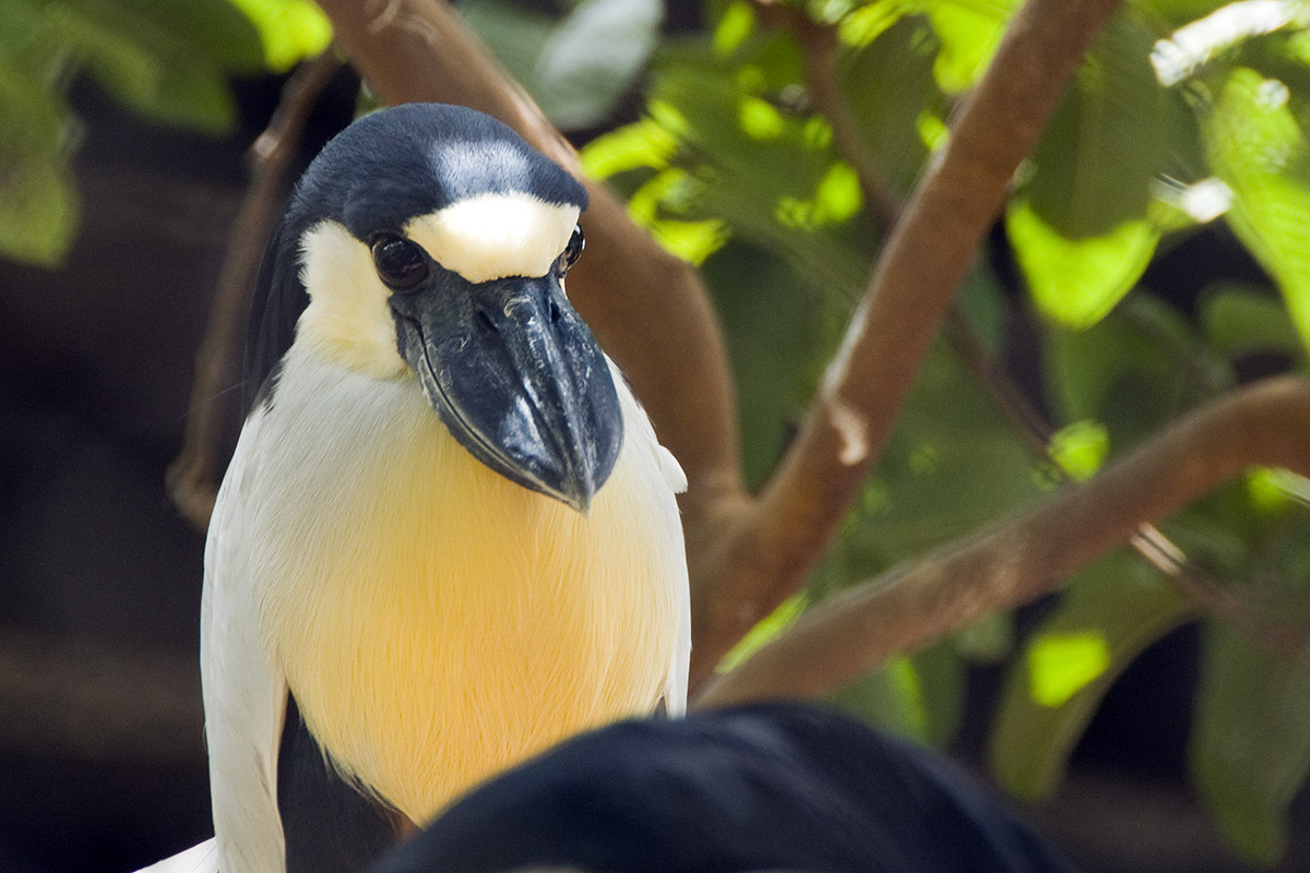 _BRA3326 Oiseau AA US