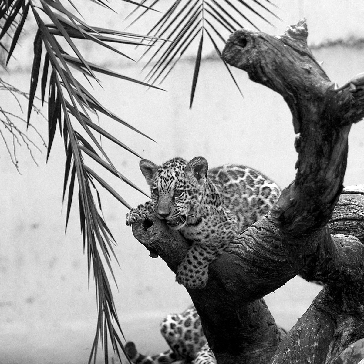 _BRA3282 Jaguar crop AL US N&B