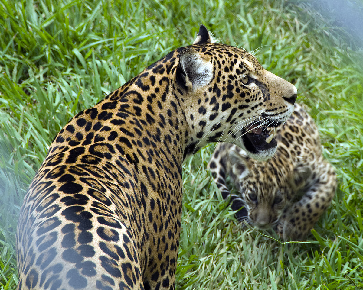 _BRA3250 Jaguars crop AL US