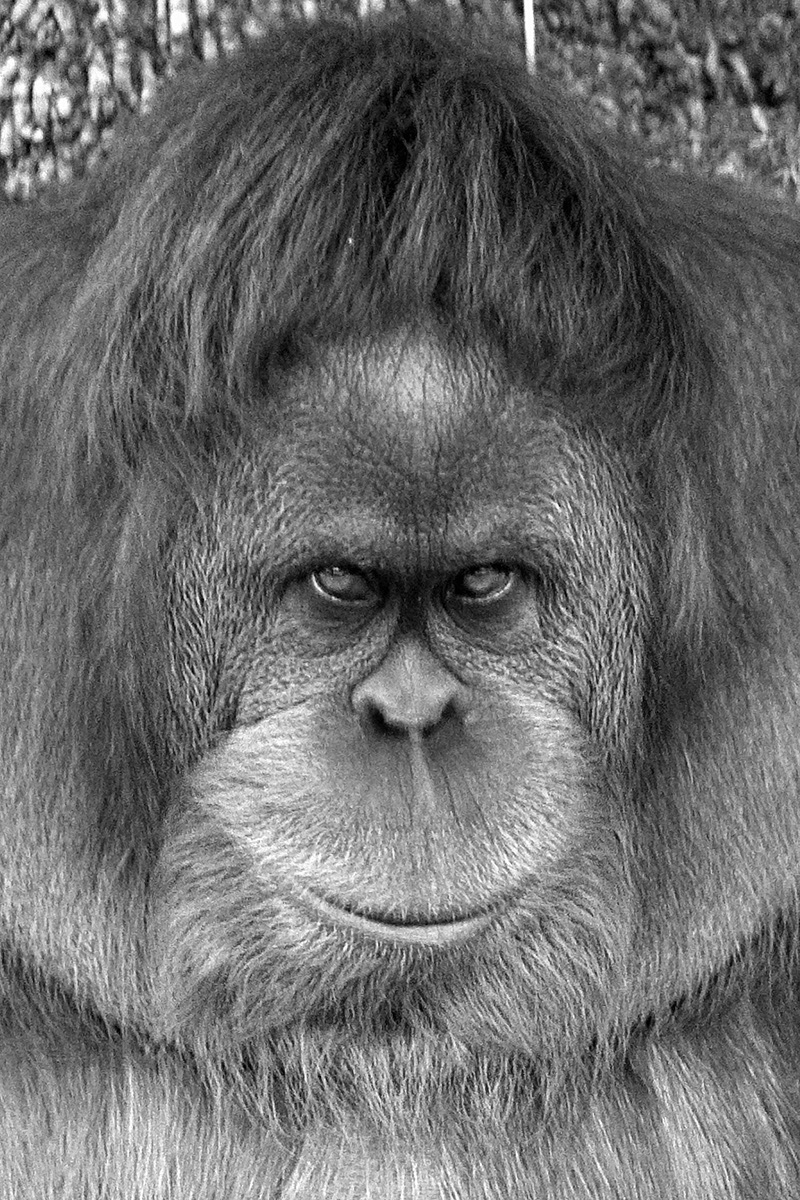_BRA3174 Orang-Outang crop3  ALev US N&B