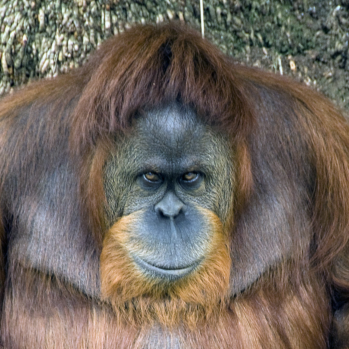 _BRA3174 Orang-Outang crop2  ALev US