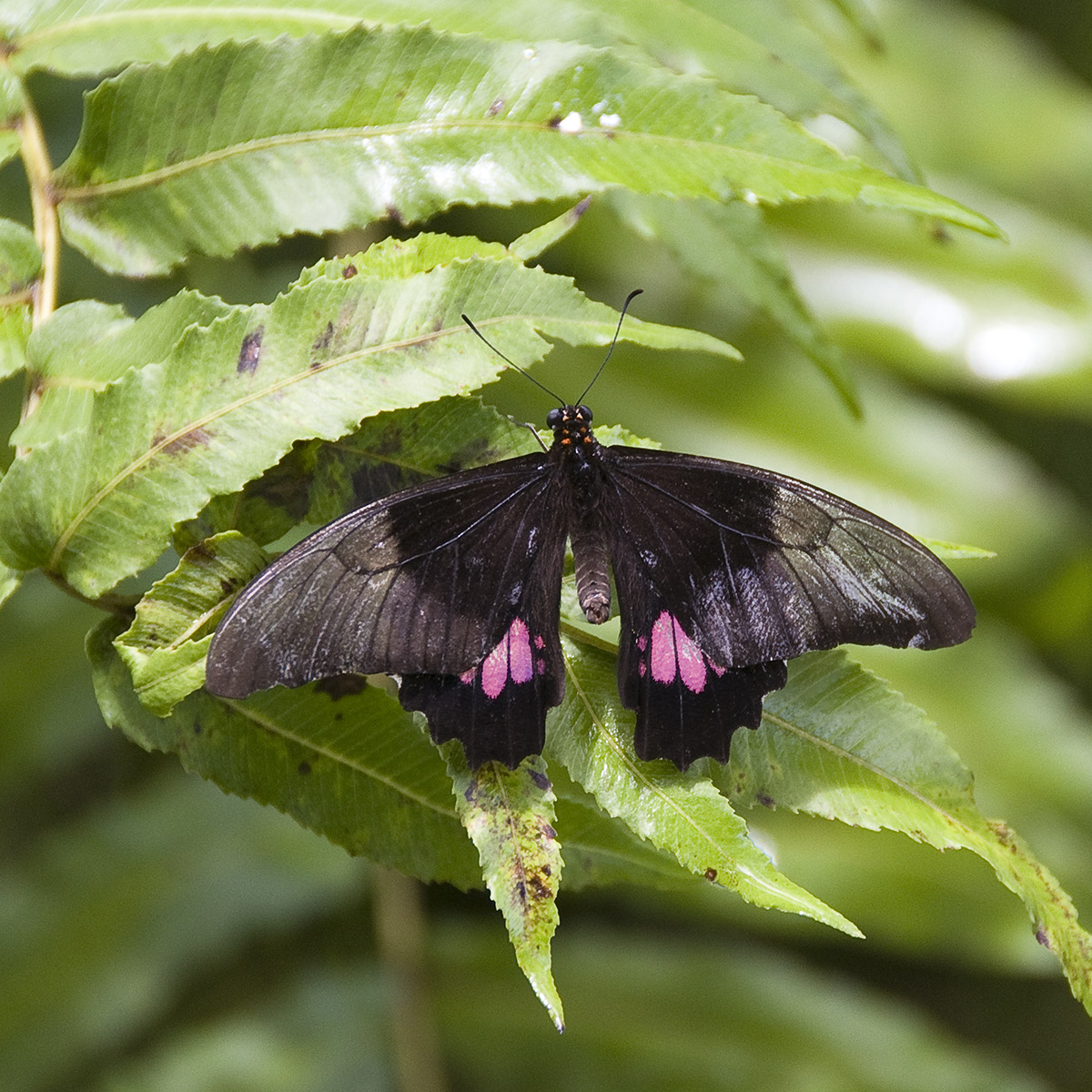 _DSC3978 Papillon crop AA