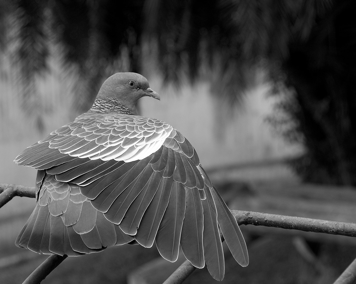 _BRA3222 Pigeon crop N&B AC US