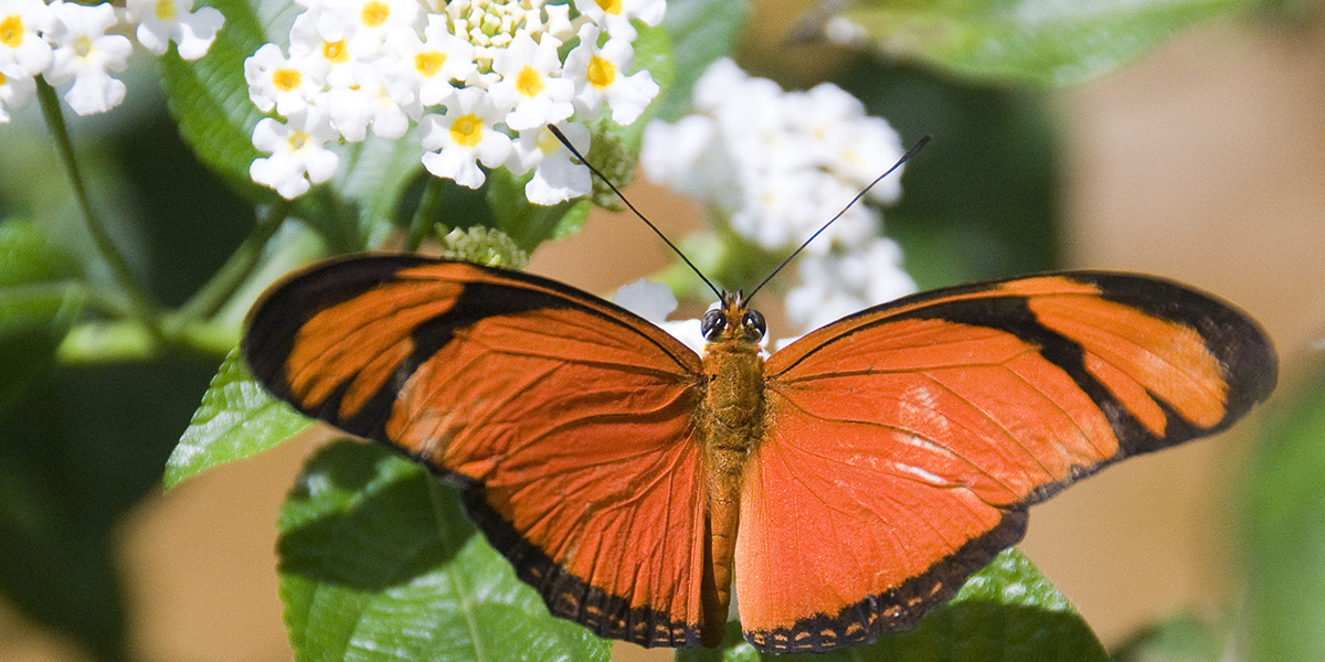 _DSC4000 Papillon AContr crop