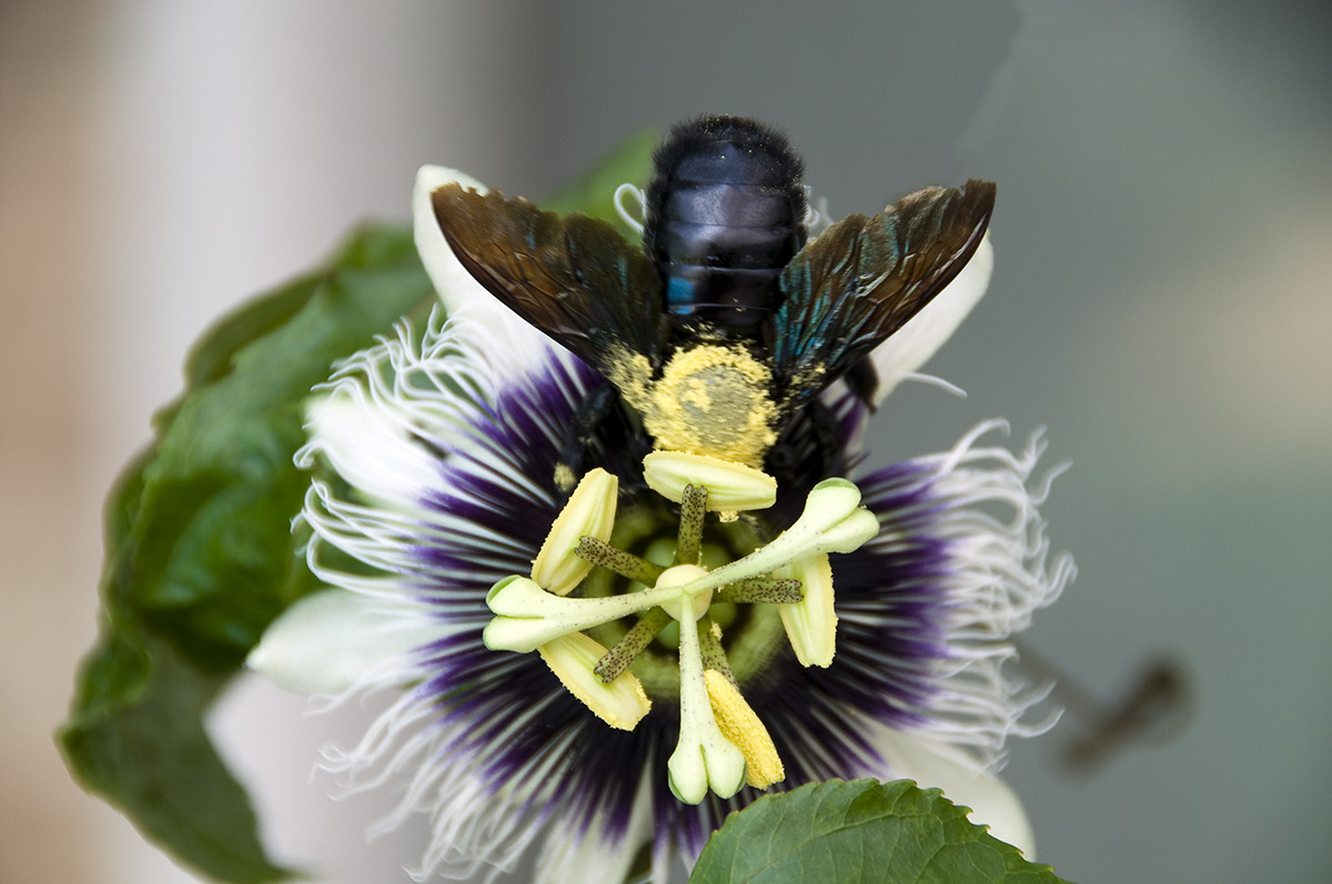 _DSC3437 Abeille crop AA