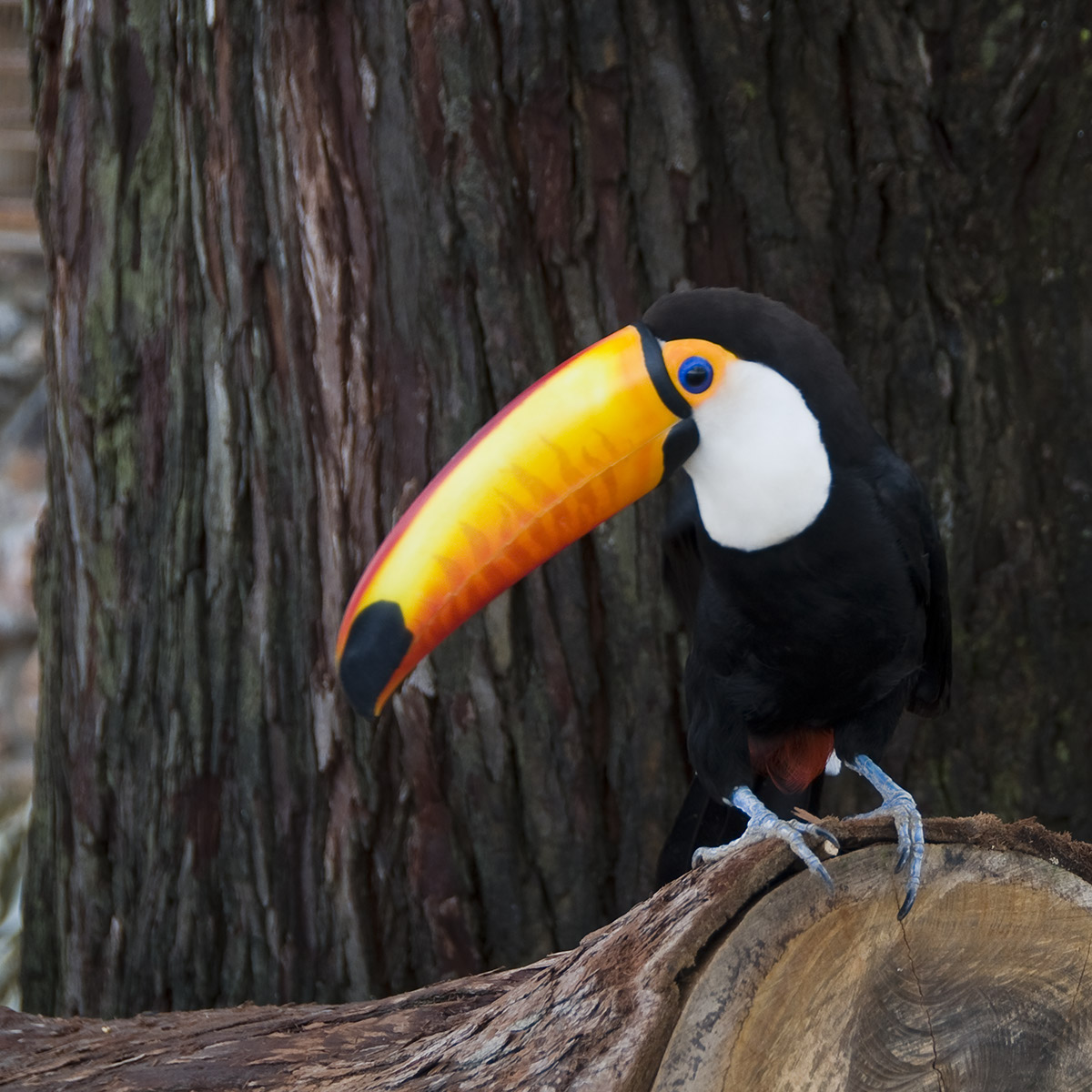 _DSC1447 Toucan crop