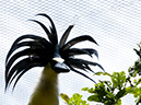 _BRA3334 Oiseau clean Lev US