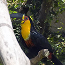 _BRA3305 Toucan crop AA US