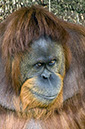 _BRA3172 Orang-Outang crop2  ALev US