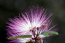 _DSC0228 Braslandia crop AA