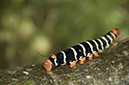 _DSC3675 Chenilles