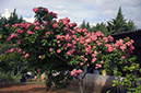_DSC0298 Brazlandia LAS