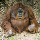 _BRA3175 Orang-Outang crop ALev US