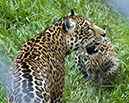 _BRA3250 Jaguars crop AL US