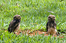 _DSC4145 Chouettes des  terriers AL