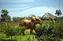 _DSC3763 Éléphant AL