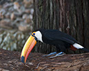 _DSC1451 Toucan crop