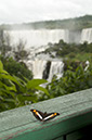 _FLO8199 Iguacu