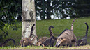 _FLO8301 Iguacu