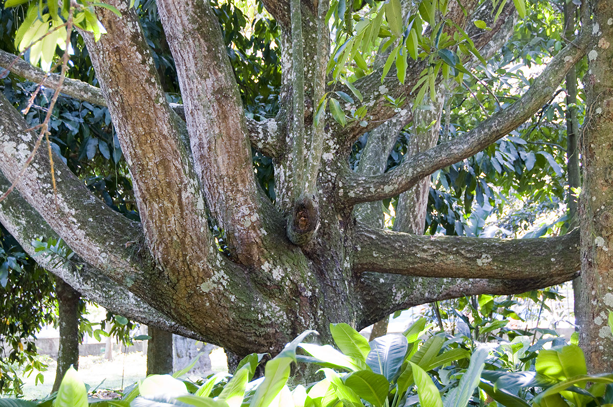 _DSC9608 Jardin Bot Rio