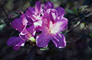 _DSC9678 Rio de Janeiro