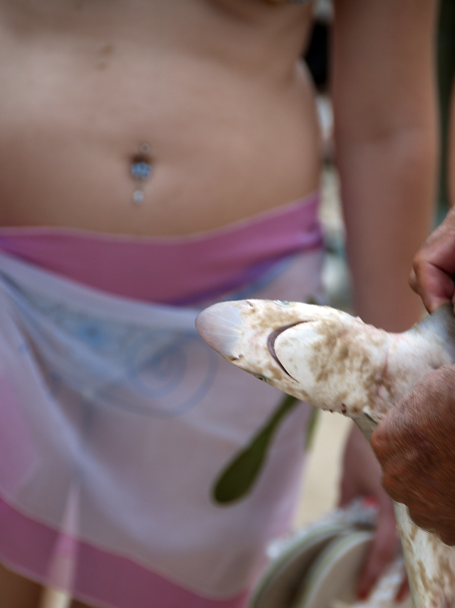 _FLO4672 Santa Catarina