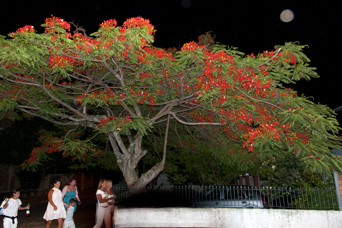 _FLO5316 Santa Catarina crop