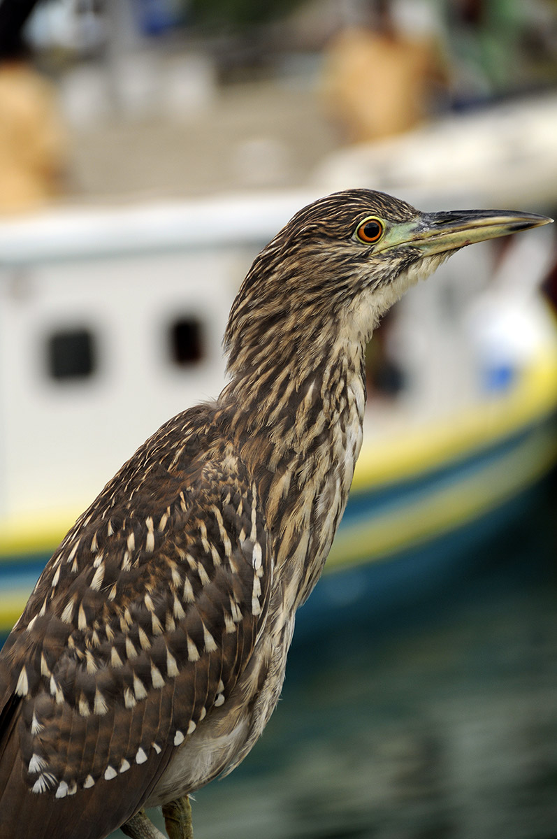_FLO5768 Santa Catarina Porto da Barra
