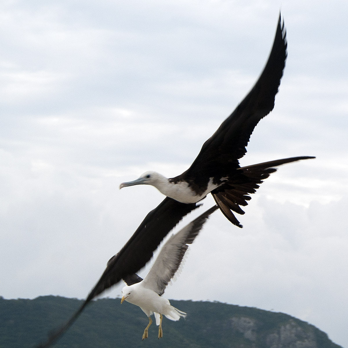 _FLO4659 Santa Catarina